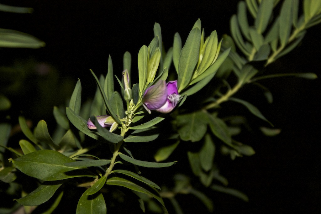 Polygala myrtifolia